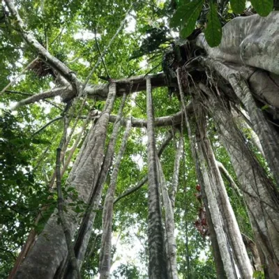 Journey Through the Colombian Amazon: Exploring Traditional Medicine and Its Implications for Modern Healthcare Unveiling the Healing Secrets of an Ancient Rainforest